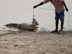 ©:ONTB scène d'un visiteur offrant un poulet au crocodile sur place